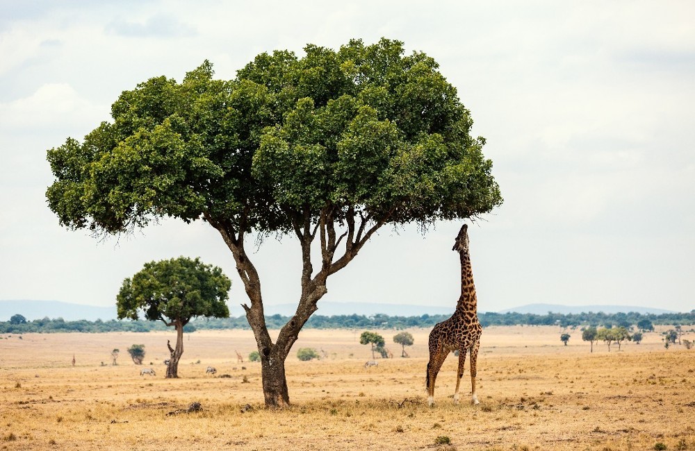 Kenya Classic Safari