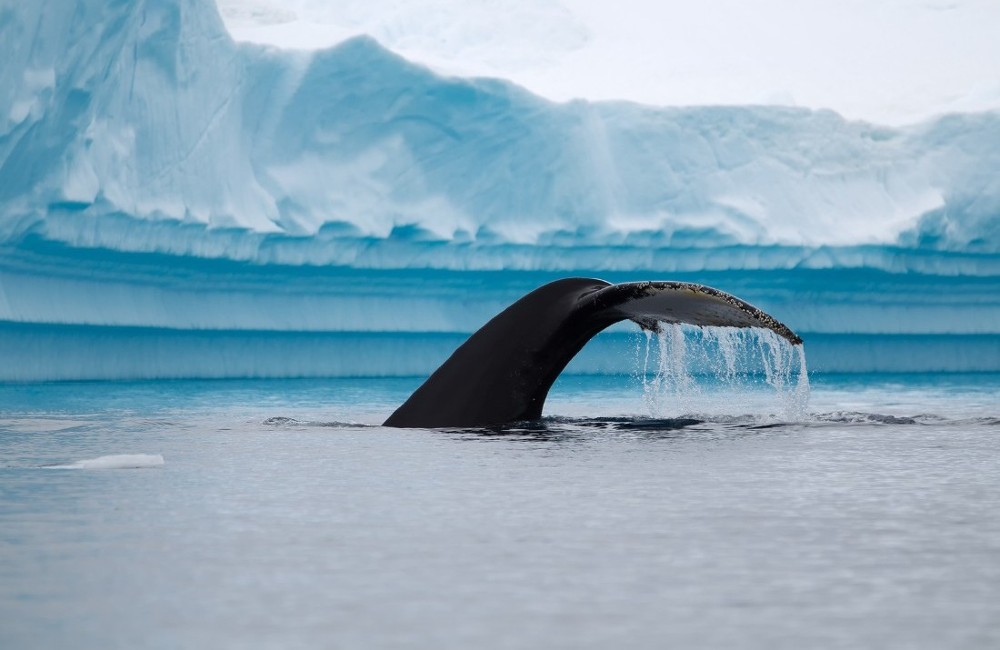 Best of Antarctica: Whale Discovery (Ocean Endeavour)
