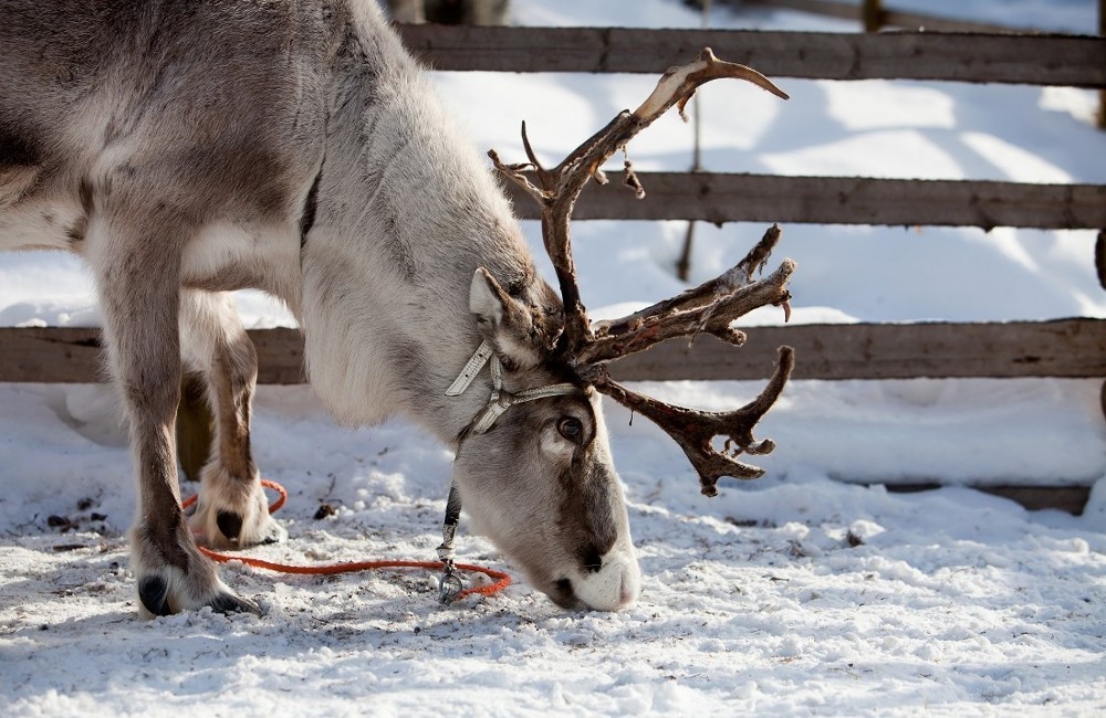 Lapland Family Holiday Packages Shandon Travel